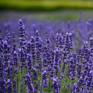 Лавандула Lavandula Ellegance Purple